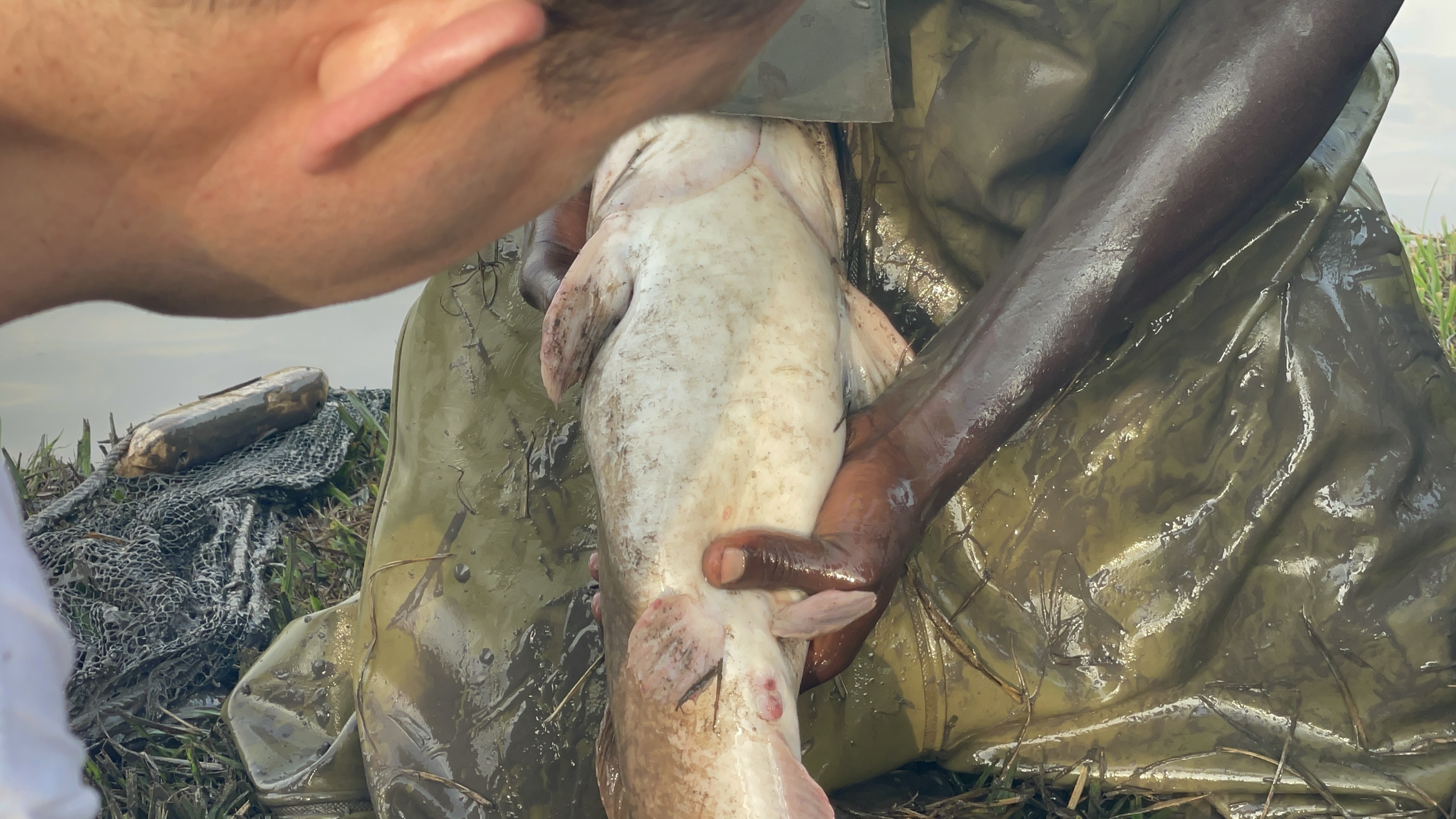 Catfish Broodstock Selection